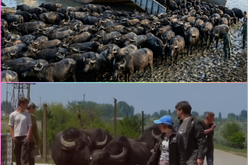 THEY RELEASED WATER BUFFALOES ON A DEAD ISLAND – Five Years Later, the Unbelievable Happened