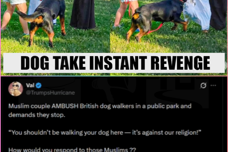 Muslim couple AMBUSH THE WRONG British dog For Walking in The Park