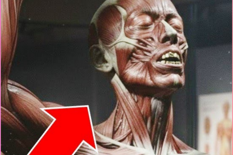 For 25 Years, a Museum Kept a ‘Medical Specimen’ — Then a Mother Realized It Was Her Missing Son