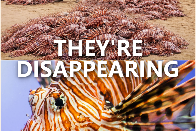 Invasive Lionfish In Florida Are MYSTERIOUSLY Disappearing – Underwater Cameras Reveal GIANT Culprit