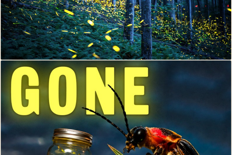 Why Are The Fireflies DISAPPEARING?