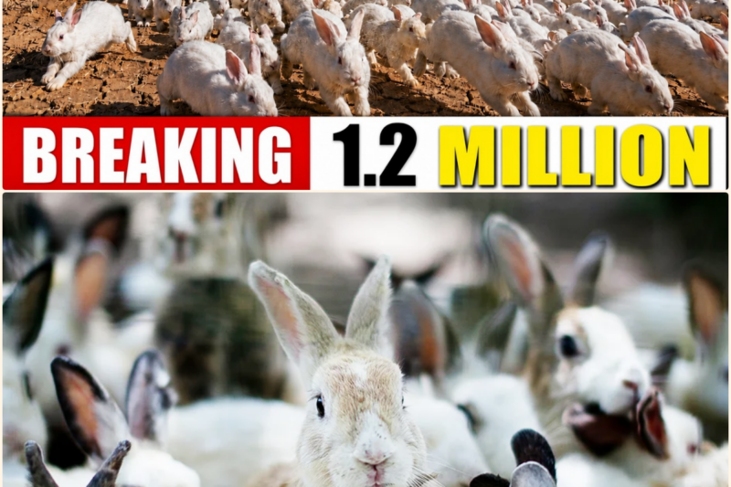 China RELEASED 1.2 MILLION RABBITS Into the Desert – What Happened Next SHOCKED Scientists!