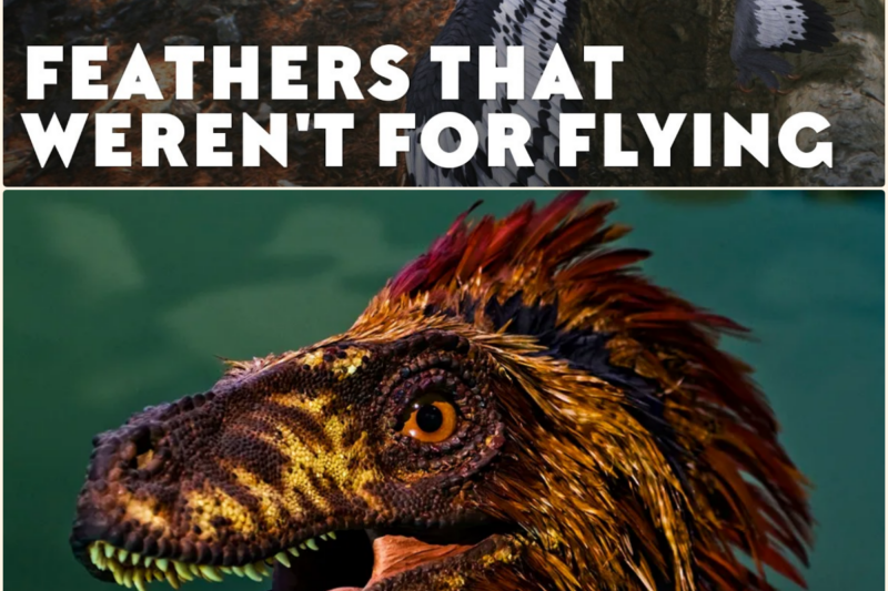 The Terrifying Reason FLIGHTLESS Dinosaurs Grew Feathers