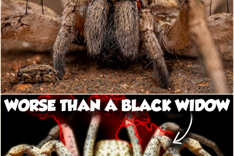 The Most DANGEROUS Spiders in NORTH AMERICA Ranked
