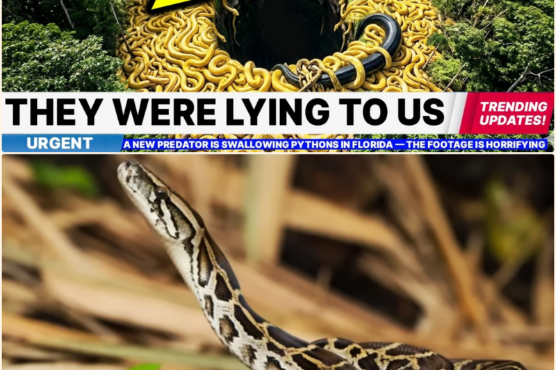 A New Predator Is SWALLOWING Pythons in Florida – The Footage Is HORRIFYING