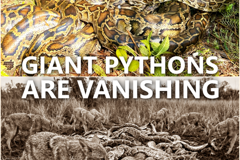 Florida’s Giant Pythons Are DISAPPEARING – And Scientists Found What’s HUNTING Them