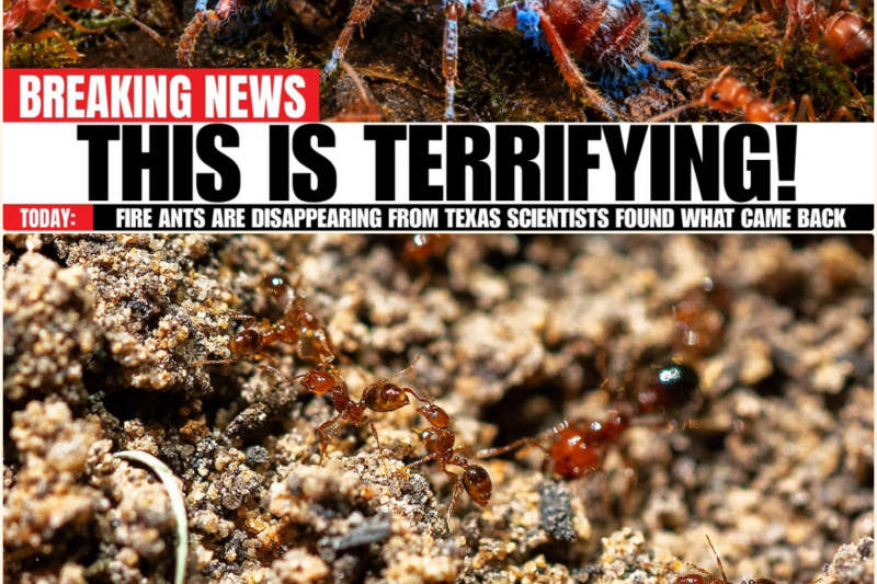 Fire Ants Are DISAPPEARING Across Texas – Scientists Found What Came BACK to Hunt Them
