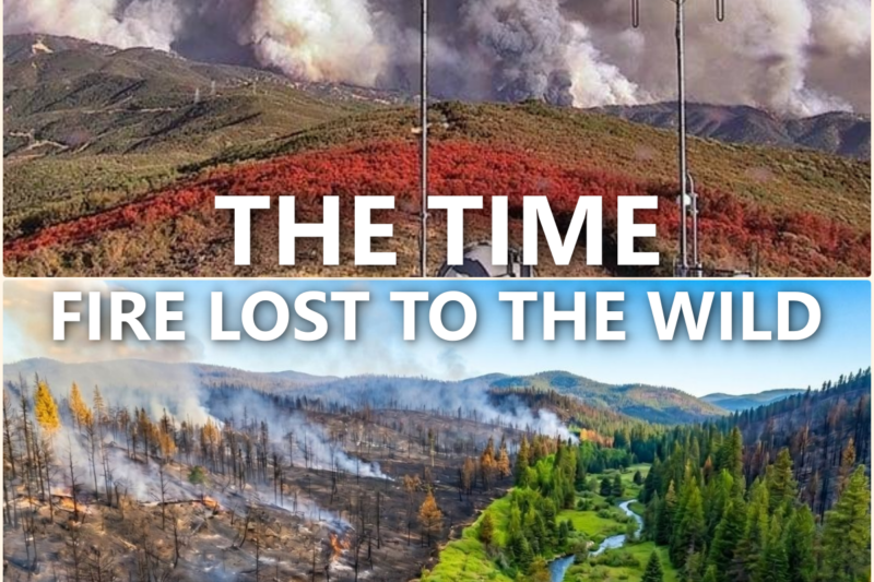 The Fire Burned 65,000 Acres – and Stopped at One STRIP of Green – Here’s What Was Hiding There