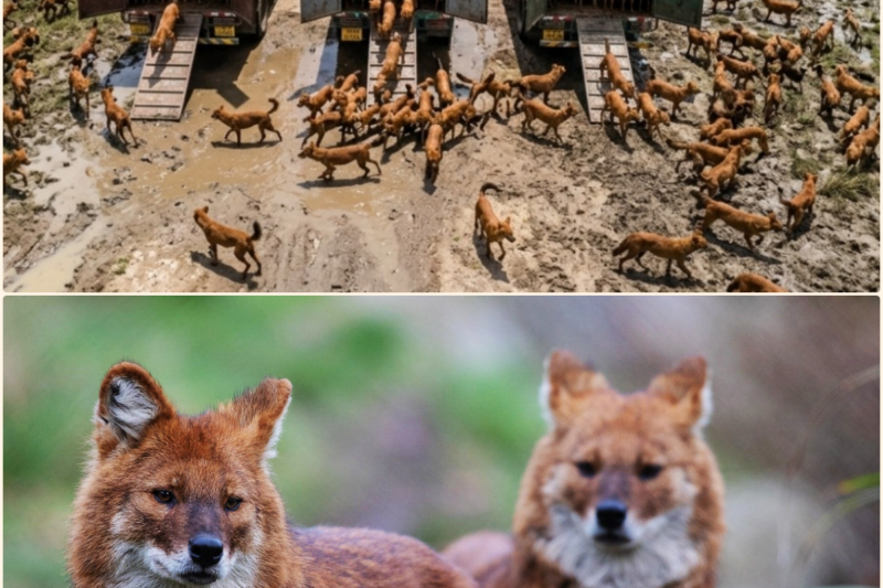 India Releases WILD DOG DHOLE TO SAVE SWAMP DEER – What Happened Next Was Unbelievable