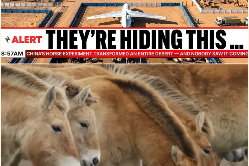 China’s Horse Experiment Transformed an Entire Desert — And Nobody Saw It Coming