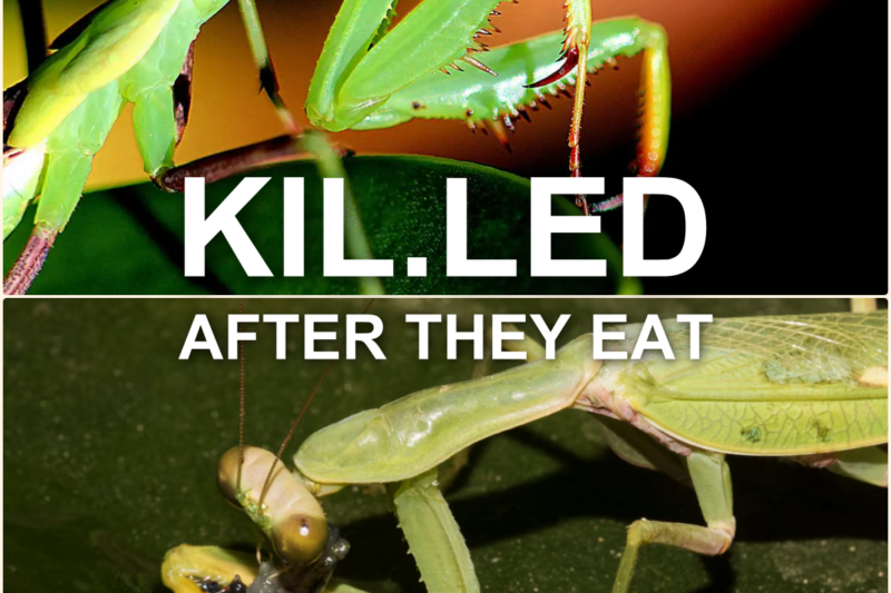 Why Praying Mantises Are KIL.LED After They EAT