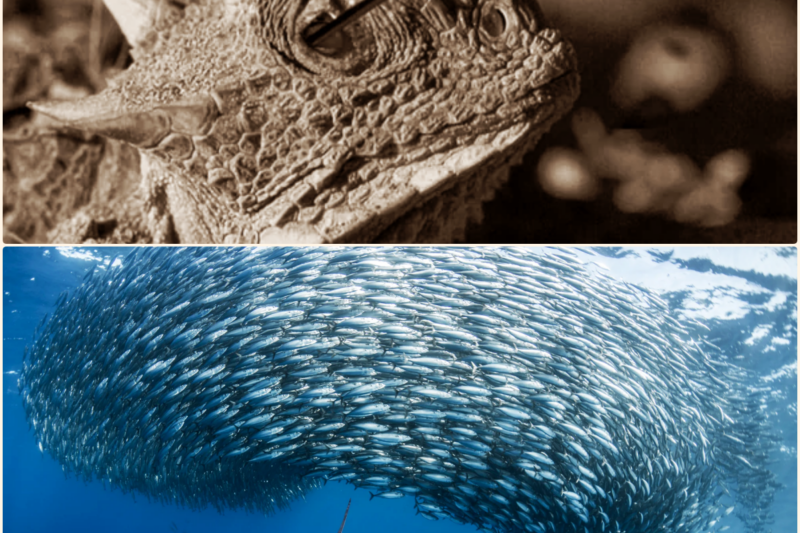 FATAL Ways Animals Protect Themselves