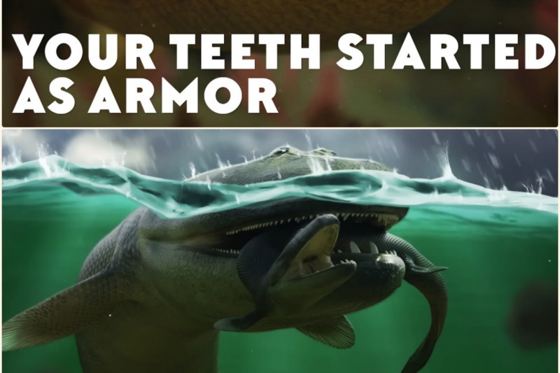 Your Teeth Went From the OUTSIDE IN