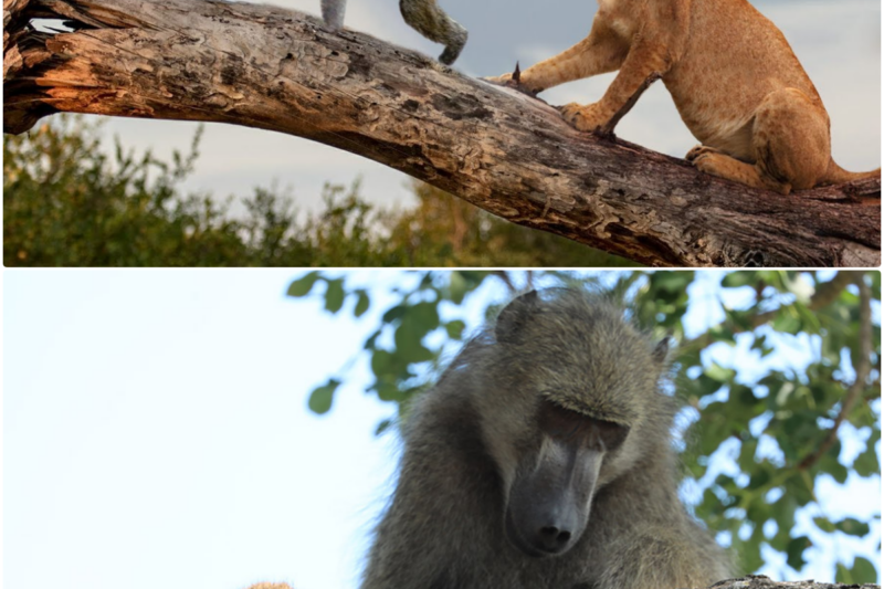 Why Do Baboons STEAL Lion Cubs?