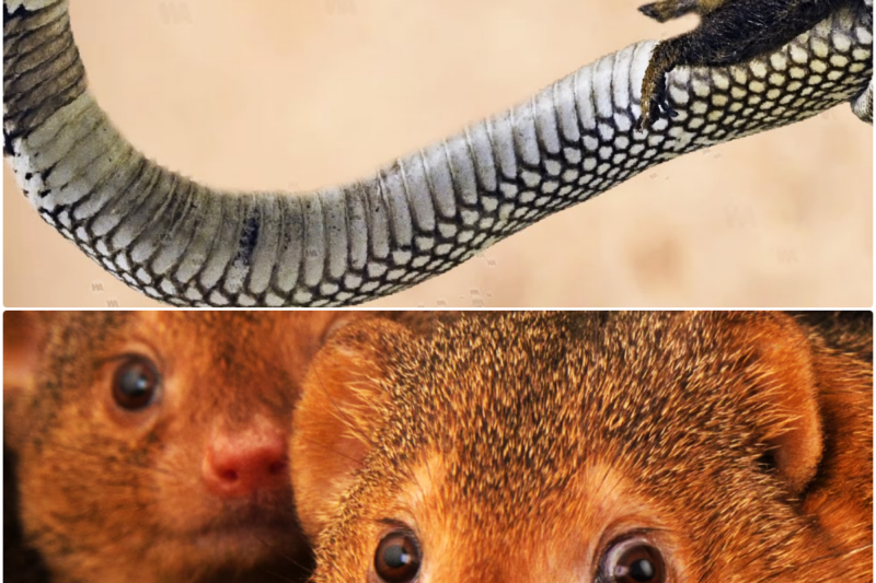 Even King Cobra Is Afraid of This Snake KIL.LER