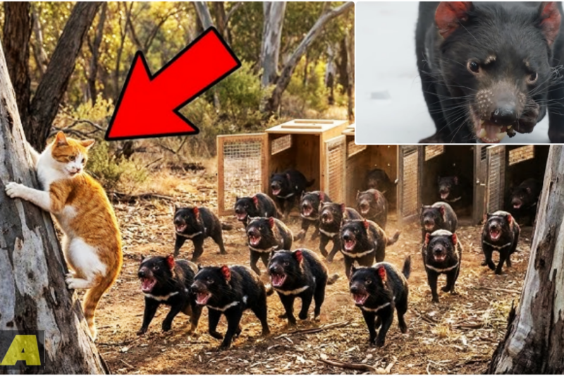 It’s Starting to Kill All the CATS in Australia