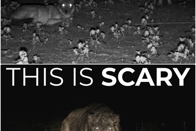 11 Most Dangerous Animals Hiding in Texas That Locals Refuse to Go Near