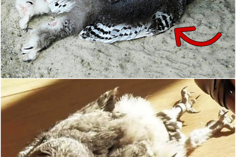 Why Do Owls SLEEP Like That? You’ve Never Seen the Way Animals Sleep