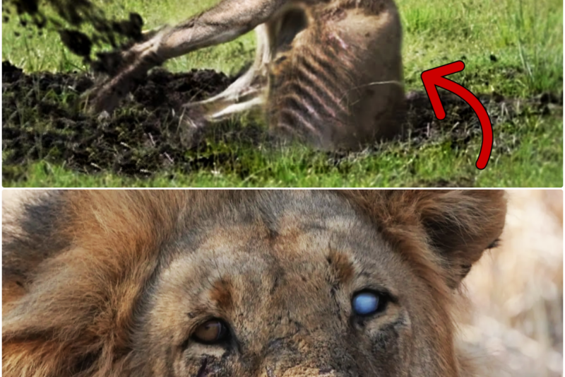 Here’s What a Lion Does After Being BANISHED From the Pride