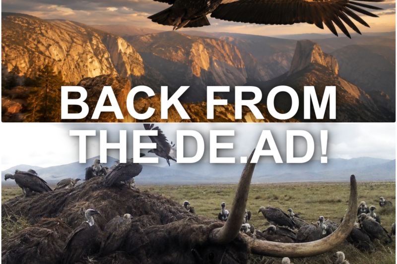 This 10 FOOT Winged BIRD Went EXTINCT In 1987 — Then America Did the Unthinkable!