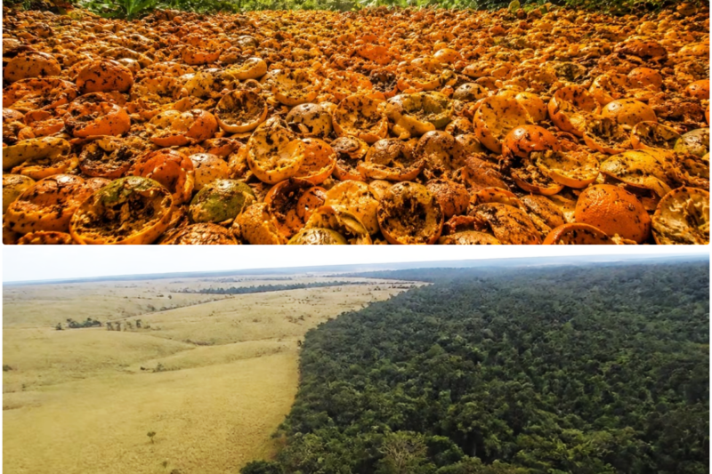 In 1997 They DUMPED Thousand TONS Of WASTE In A FOREST – 16 YEARS Later SCIENTISTS Were Speechless!