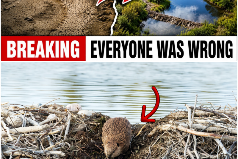 They Expected These Beavers to Die — What They Did Was Insane!