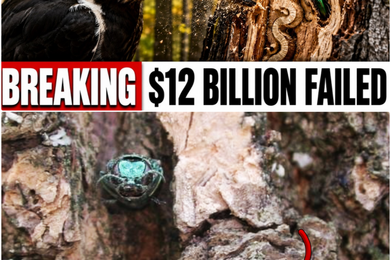 They Spent $12 Billion to Save the Ash Trees — Until Someone Looked Up at the Birds