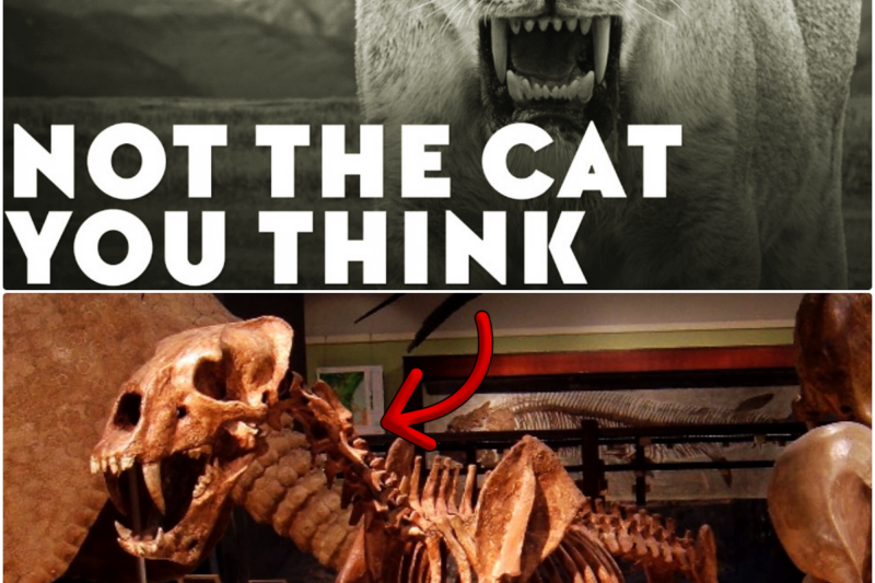 How A Geological Event Created The ULTIMATE CAT