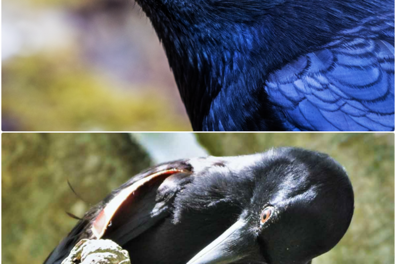 When Animal’s IQ Is HUMAN like