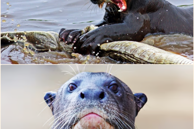 Snakes and Even Alligators Are AFRAID of This Beast