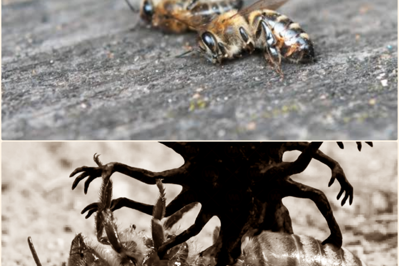 It’s Starting to Kill All the Bees in the U.S.