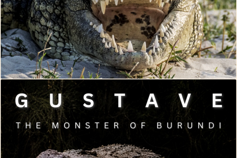 This Crocodile Kil.led 300 People – GUSTAVE