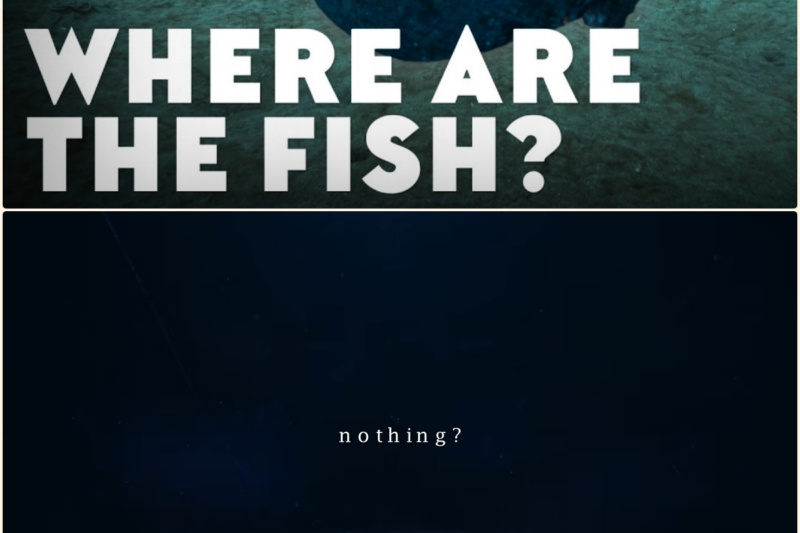 The Mystery of the MISSING Deep-Sea Fish
