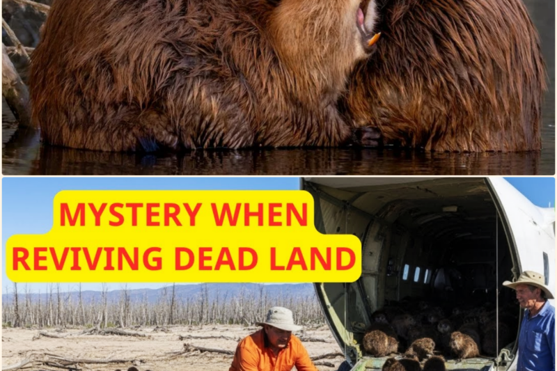 They Put Beavers On Dead Land With No Trees — What Happened Next Is Unreal